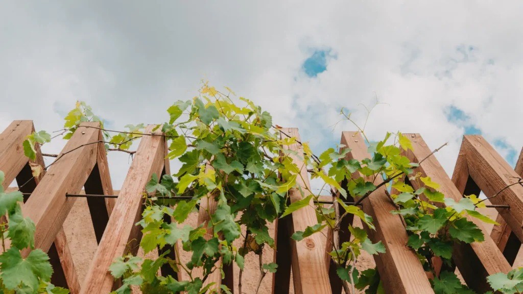 Hojas de vid creciendo entre vigas de madera en una estructura exterior de Espacio Mariatinto, Valle de Guadalupe.